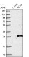 PEST Proteolytic Signal Containing Nuclear Protein antibody, NBP1-86312, Novus Biologicals, Western Blot image 