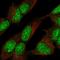 Zinc Finger Protein 280C antibody, HPA051494, Atlas Antibodies, Immunocytochemistry image 