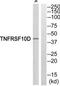TNF Receptor Superfamily Member 10d antibody, TA312117, Origene, Western Blot image 
