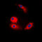 Armadillo Repeat Containing 6 antibody, LS-C353601, Lifespan Biosciences, Immunofluorescence image 