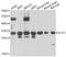 SCO Cytochrome C Oxidase Assembly Protein 2 antibody, STJ29131, St John