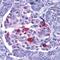 Endonuclease G, mitochondrial antibody, AHP730, Bio-Rad (formerly AbD Serotec) , Immunohistochemistry paraffin image 