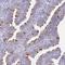 Sentan, Cilia Apical Structure Protein antibody, NBP2-38853, Novus Biologicals, Immunohistochemistry frozen image 