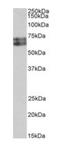 Histidine Decarboxylase antibody, orb318748, Biorbyt, Western Blot image 