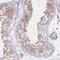 Ribosomal Protein L39 antibody, PA5-61427, Invitrogen Antibodies, Immunohistochemistry frozen image 