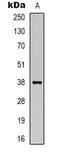 DnaJ Heat Shock Protein Family (Hsp40) Member B4 antibody, LS-C368865, Lifespan Biosciences, Western Blot image 