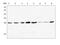 Glutathione S-Transferase Mu 1 antibody, M00569, Boster Biological Technology, Western Blot image 
