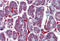 Jun Proto-Oncogene, AP-1 Transcription Factor Subunit antibody, MBS244965, MyBioSource, Immunohistochemistry frozen image 