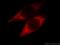 NDUFA4 Mitochondrial Complex Associated Like 2 antibody, 66050-1-Ig, Proteintech Group, Immunofluorescence image 