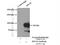 SEC63 Homolog, Protein Translocation Regulator antibody, 13978-1-AP, Proteintech Group, Immunoprecipitation image 