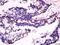 Sterol O-acyltransferase 1 antibody, orb330738, Biorbyt, Immunohistochemistry paraffin image 