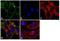 Keratan sulfate antigen TRA1-81 antibody, 41-1100, Invitrogen Antibodies, Immunofluorescence image 