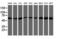 Akt antibody, LS-C173710, Lifespan Biosciences, Western Blot image 