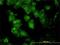 Glutamate-Cysteine Ligase Catalytic Subunit antibody, H00002729-M01, Novus Biologicals, Immunofluorescence image 