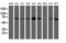 LIM Domain Kinase 1 antibody, LS-C172767, Lifespan Biosciences, Western Blot image 