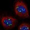 U3 small nucleolar ribonucleoprotein protein MPP10 antibody, PA5-57135, Invitrogen Antibodies, Immunofluorescence image 