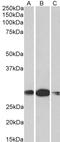 Homeobox A5 antibody, LS-C205024, Lifespan Biosciences, Western Blot image 