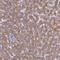 Elongin A2 antibody, NBP1-92482, Novus Biologicals, Immunohistochemistry paraffin image 