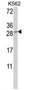 Granzyme M antibody, AP17451PU-N, Origene, Western Blot image 
