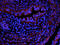 Coactosin Like F-Actin Binding Protein 1 antibody, orb373245, Biorbyt, Immunofluorescence image 