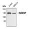 Inner Centromere Protein antibody, PA5-17201, Invitrogen Antibodies, Western Blot image 