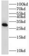 Mitochondrial Ribosomal Protein S15 antibody, FNab05346, FineTest, Western Blot image 