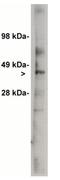 Lipid phosphate phosphatase-related protein type 4 antibody, orb108906, Biorbyt, Western Blot image 
