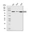 Quiescin Sulfhydryl Oxidase 2 antibody, A10205-1, Boster Biological Technology, Western Blot image 