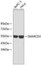 SWI/SNF-related matrix-associated actin-dependent regulator of chromatin subfamily D member 3 antibody, 18-595, ProSci, Western Blot image 