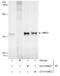 Structural Maintenance Of Chromosomes 3 antibody, GTX109827, GeneTex, Immunoprecipitation image 