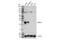 SSX Family Member 1 antibody, 42734S, Cell Signaling Technology, Western Blot image 