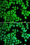 Interleukin 21 antibody, LS-C346306, Lifespan Biosciences, Immunofluorescence image 
