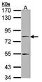 Filamin B antibody, orb69797, Biorbyt, Western Blot image 