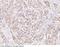 BCL2 Associated Agonist Of Cell Death antibody, 101576-T08, Sino Biological, Immunohistochemistry frozen image 