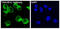 Neurotrophic Receptor Tyrosine Kinase 1 antibody, M00706, Boster Biological Technology, Immunofluorescence image 