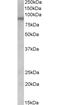 Arginine Vasopressin Receptor 1A antibody, OAEB02119, Aviva Systems Biology, Western Blot image 