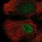 Delta Like Non-Canonical Notch Ligand 2 antibody, NBP2-55737, Novus Biologicals, Immunofluorescence image 