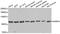 Lysine Demethylase 7A antibody, STJ110565, St John