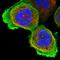 Nrf2 antibody, HPA043438, Atlas Antibodies, Immunofluorescence image 