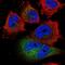 Golgi Transport 1B antibody, PA5-65988, Invitrogen Antibodies, Immunofluorescence image 