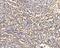 Rap guanine nucleotide exchange factor 3 antibody, A02483-3, Boster Biological Technology, Immunohistochemistry paraffin image 