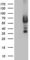 Dystrobrevin beta antibody, TA504258, Origene, Western Blot image 