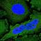 NCK Interacting Protein With SH3 Domain antibody, HPA050005, Atlas Antibodies, Immunofluorescence image 