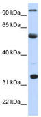 C->U-editing enzyme APOBEC-1 antibody, TA345784, Origene, Western Blot image 
