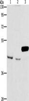 Armadillo Repeat Containing X-Linked 3 antibody, CSB-PA707391, Cusabio, Western Blot image 