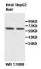 Zinc finger protein with KRAB and SCAN domains 3 antibody, orb77946, Biorbyt, Western Blot image 