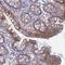 Fer3-like protein antibody, HPA043494, Atlas Antibodies, Immunohistochemistry frozen image 
