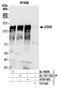 TNF Receptor Superfamily Member 8 antibody, A700-055, Bethyl Labs, Immunoprecipitation image 