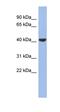 Gap Junction Protein Delta 4 antibody, orb324656, Biorbyt, Western Blot image 