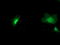 Neuraminidase 2 antibody, TA502914, Origene, Immunofluorescence image 